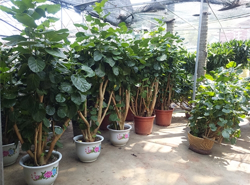 微景观是什么？微景观植物有哪些？