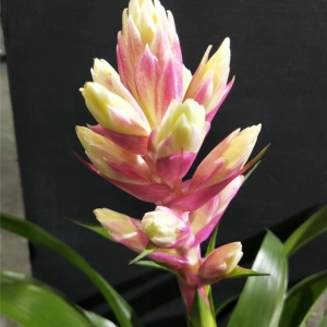 鲜花