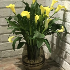 马蹄莲
