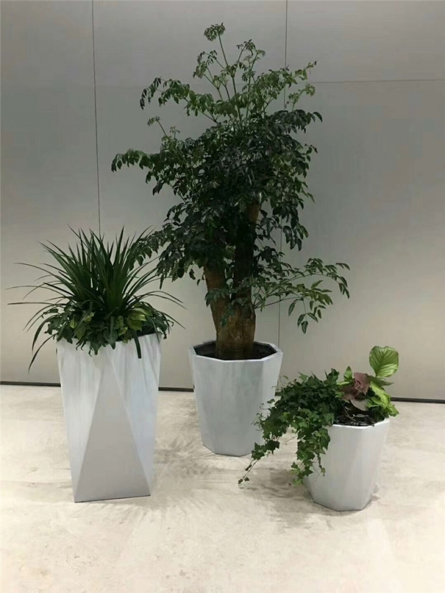 绿植