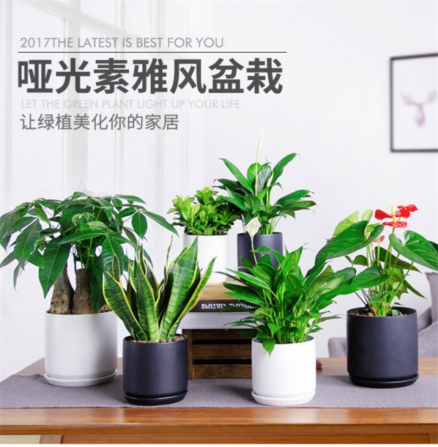 绿植