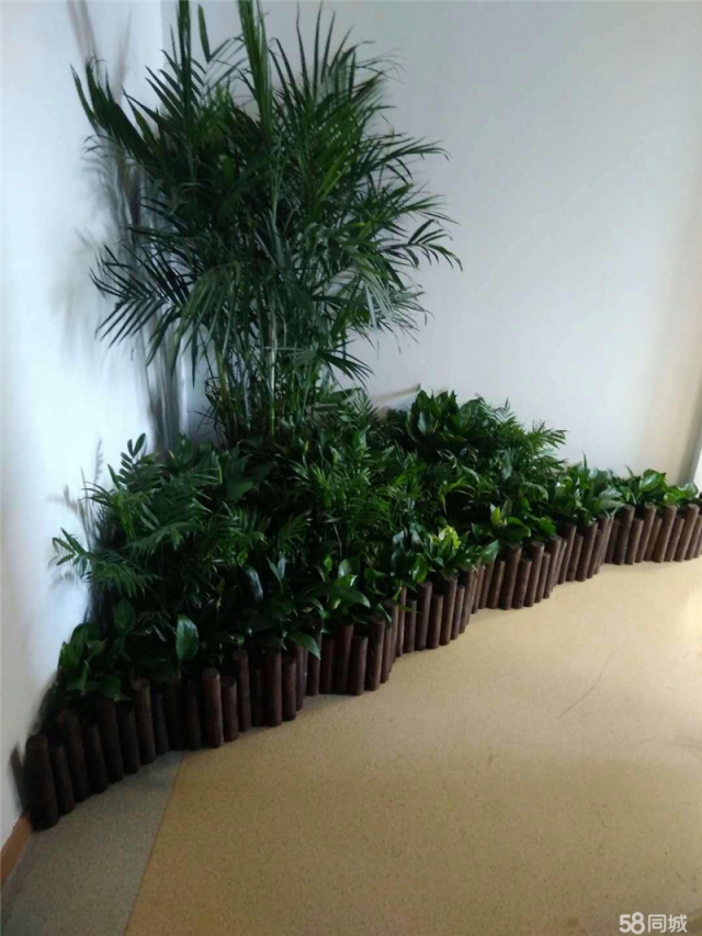 绿植
