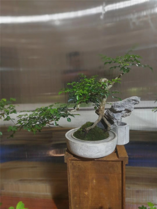 绿植