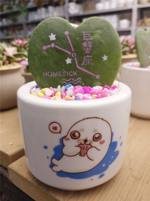 绿植