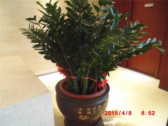 大盆金钱树