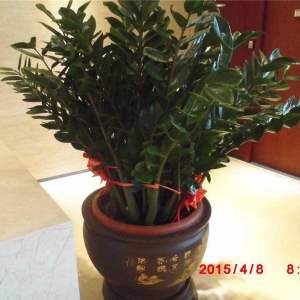 大盆金钱树