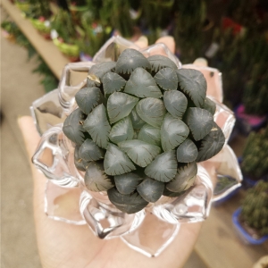 多肉组合