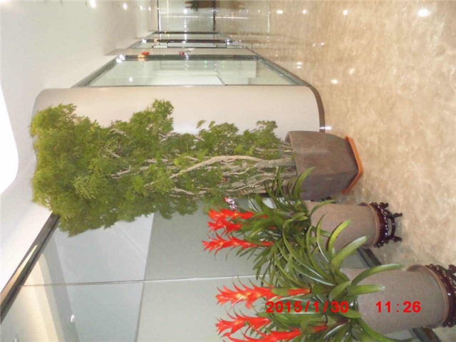 福禄桐与鸿运当头组合