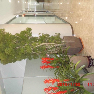 福禄桐与鸿运当头组合