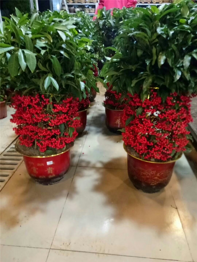 黄金万两