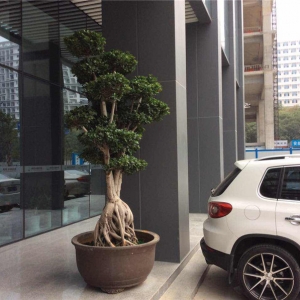 金钱榕盆景