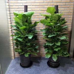 绿萝桩