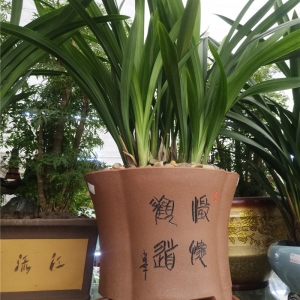 墨兰