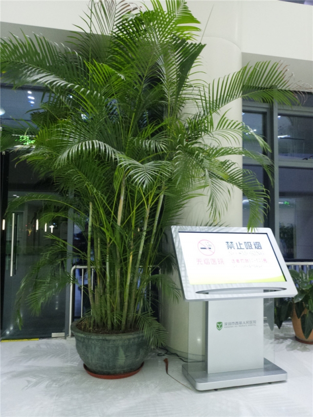 特大凤尾竹