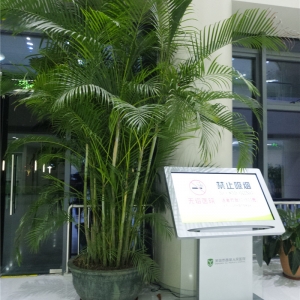 特大凤尾竹