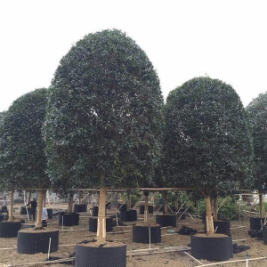 特大桂花树