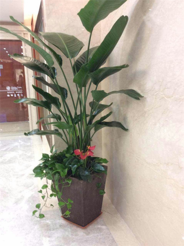 天堂鸟组合