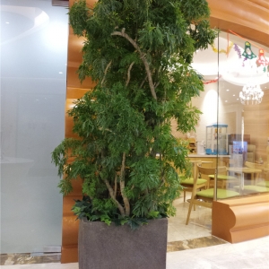 细叶福禄桐
