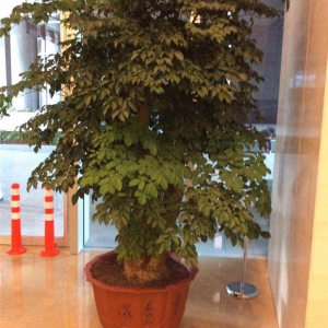 幸福树