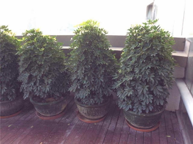 鸭脚木