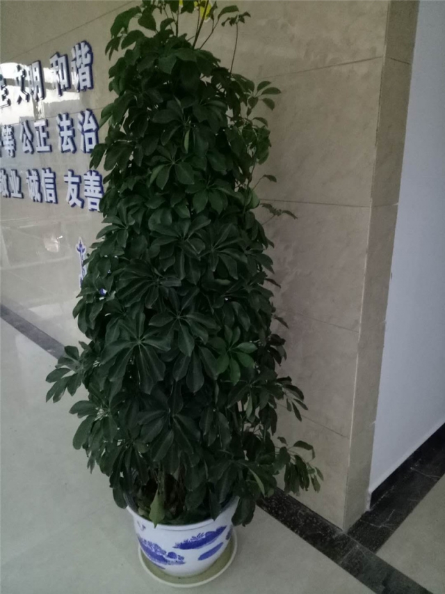 鸭脚木