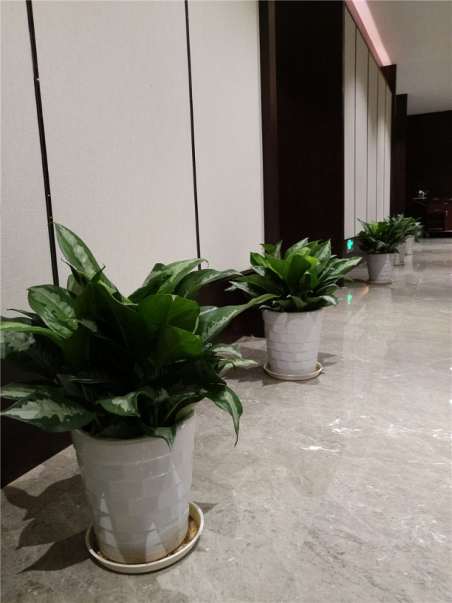雅丽皇后