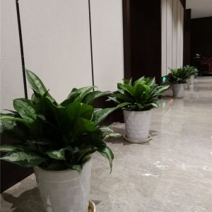 雅丽皇后