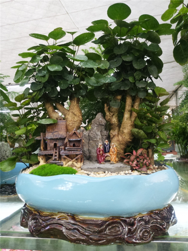 圆叶福禄桐组合